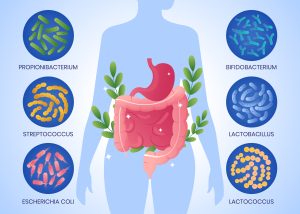 Gut health supplements